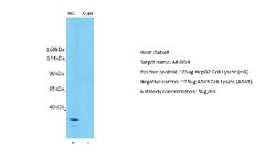 ARID5B Antibody, Novus Biologicals 100 &mu;L; Unconjugated:Antibodies,